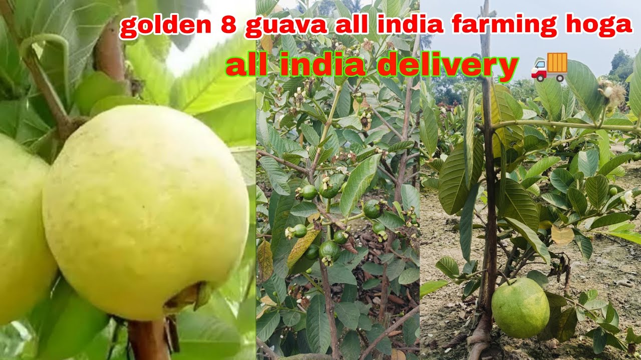 Golden 8 guava plant sel all india delivery 🚚। Contact 7478411841# ...