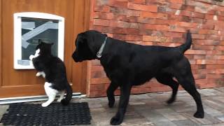 Labrador Retriever recall