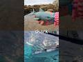Learn Sea Animal Names For Babies Kids At The Rock Pool Shark Manta Ray Sea Lion Pufferfish 