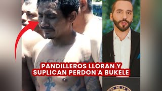 Pandiller0s ll0ran y suplic4n perd0n a Nayib Bukele en las cárceles #elsalvador #nayibbukele #cecot