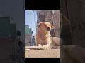 “Aesthetic Dogesh Bhai 🐶🔥” #shorts #dogs
