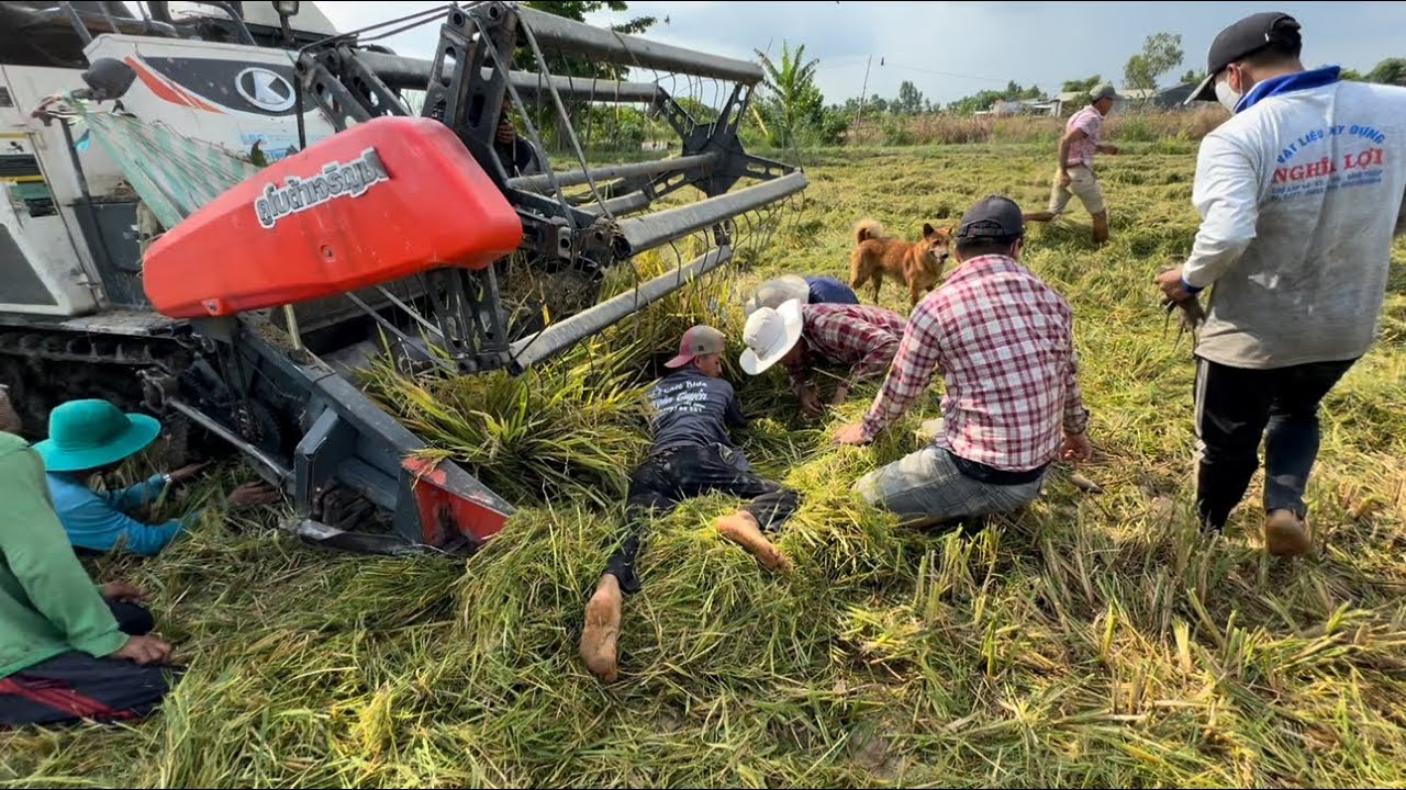 Trúng Lớn - Cả Xóm Ra Đồng Bắt Chuột Nhiều Khủng Hoảng | Hunting | - TT2132