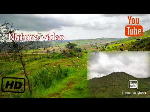 Nature video!  |QHD 1440p