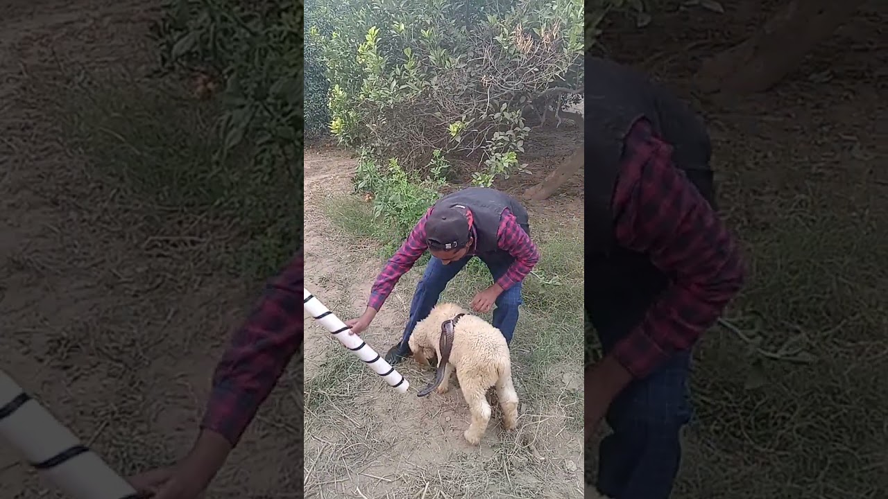 mame par nag agaya 🐑 