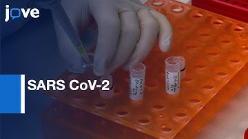 SARS CoV-2 Visualization by Immuno RNA-FISH Method | Protocol Preview