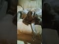 GODZÏLLÃ #hiphop #rap #music #foryou #pitbull #reels #trending #tiktok #pets #ytshorts #foryou #fyp