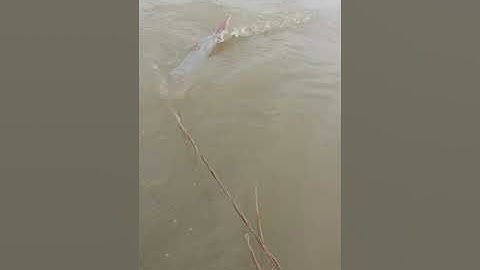 Cá khủng lồ sông hồng