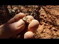 Metal Detecting Gold in Western Australia 2019 pt 3