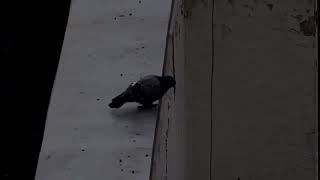 suicidal pigeon