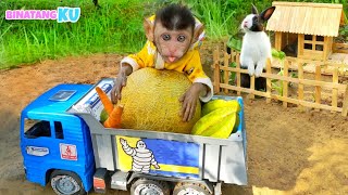 Luby Monyet Lucu Panen Buah dan Sayur Untuk Kelinci