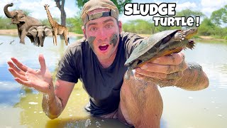 Catching Rare Mud Turtles In African Watering Hole !