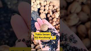 Download Lagu “Fakta Seram Biji Kecubung! 🤯#Kecubung #Datura #FaktaUnik #TumbuhanBeracun #PoisonousPlants MP3