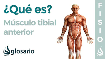 ¿Cuál es la función de la tibial anterior?