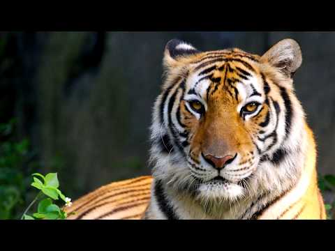 Eye of the Tiger - 1 Hour