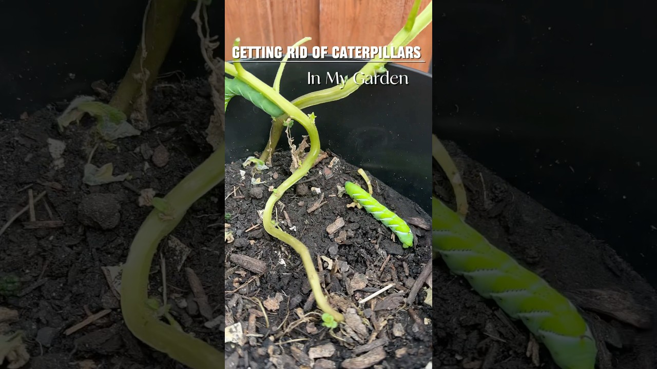 How I Got Rid of Caterpillars in My Garden 