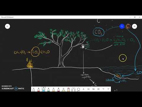 Биогеохимический цикл углерода