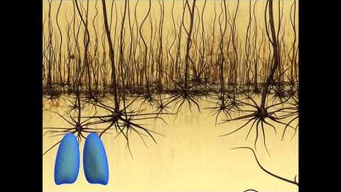 Breakthrough for electrode implants in the brain