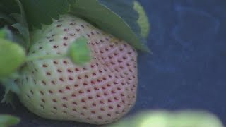 What is a pineberry? White strawberries with a pineapplemeetspeach flavor