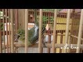 Suara Burung Sirtu Ngotot Biar Emosi Memanas Pancing Sirtu Bisu Dan Macet Jadi Gacor Mp3 - Mp4 Download