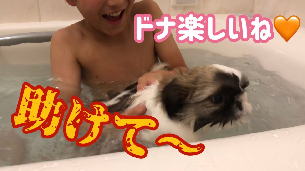 犬と一緒にお風呂に入る小学生【シーズー】