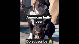 American bully Dog heavy duty and son ‍⬛#viral#video#short#dog#lover.