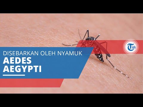Video: Infeksi Dan Penularan Virus Cache Valley Oleh Nyamuk Aedes Albopictus Dan Aedes Aegypti
