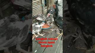 Langkah Dan Cara Yg Benar Bisnis Ternak Ayam Bangkok Buat Pemula