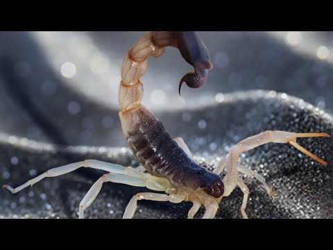 Видео: The Ants. Покупка монет. Флуорисцирующий Скорпион