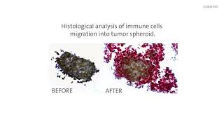 Cell Migration and Invasion with Transwell® Permeable Supports from Corning