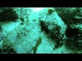 Catalina Dive Park - Casino Point - Kelp Forest - YouTube