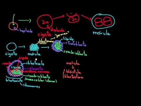 Vídeo: Investigar La Identidad Celular Y Manipular El Destino Celular Utilizando Células Madre Pluripotentes Inducidas