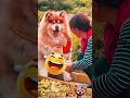 🎬 Dancing Dogs & Funny Cats Try Not To Laugh! 😂 #youtubeshorts #entertaininganimals #funny #pets
