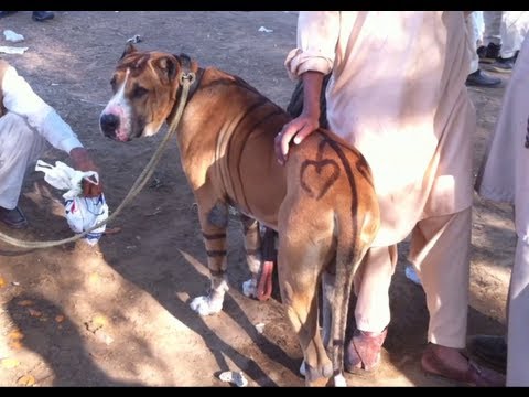 Huge Bully Kutta Pakistan - YouTube