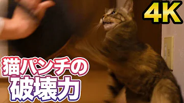 アザラシが猫パンチ Mp3