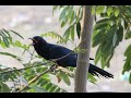 Koyal Ki Boli Koyal Ki Awaaz Coyal Sound Cuckoo Bird Singing Female And Male Raw Sound Koyal Ki Boli Koyal Ki Awaaz Coyal Sound Cuckoo Bird Singing Female And Male Raw Sound