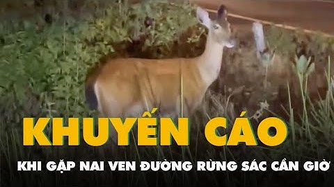 Khi gặp nai ven đường Rừng Sác ở Cần Giờ, người dân cần làm gì?