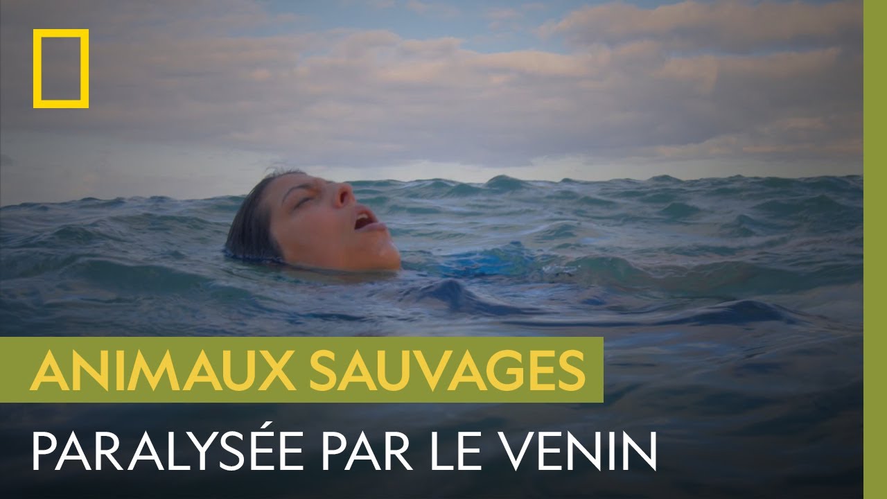 Emportée par le courant, les piqûres de méduses-boîtes l'empêchent de nager (partie 1/2)