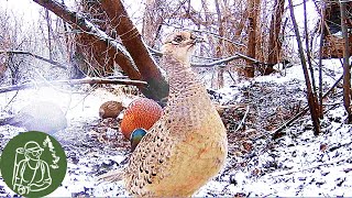 Избушка Пока Меня Там Нет: Фазаны, Сороки, Ворона, Сойка, Синицы