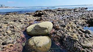 Peaceful Little Tide Pools ไทด์พูลเล็กๆที่สงบ