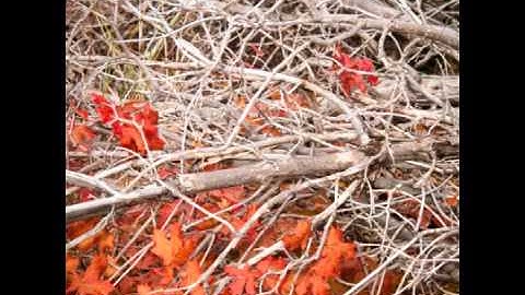 Ăn cơm một mình - Nguyễn Ngọc Tư