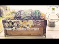 ハンドメイド 多肉植物　スチームパンクなボタンアートの木の鉢に多肉植物の寄せ植え［ Handmade Succlent plant DIY］