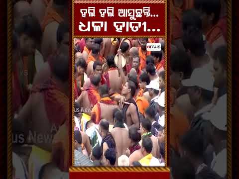 ହଲି ହଲି ଆସୁଛନ୍ତି ଧଳା ହାତୀ | RathaYatra 2026 | Puri | Argus Reels | LordBalabhadra | DhalaHati