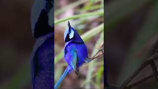 birds sound effect | bird sound #bird #nature