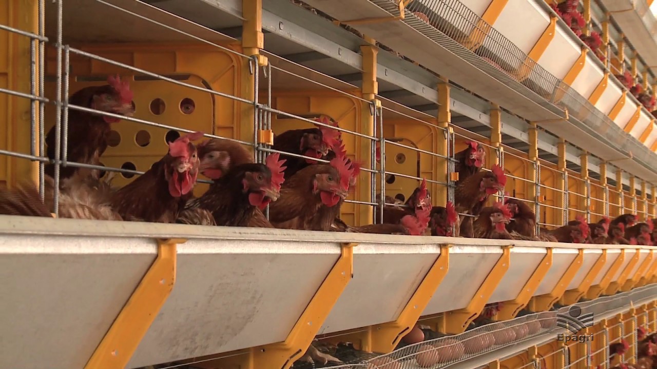 Automatização na avicultura