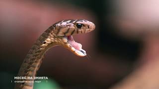 Месец на змията | NG Wild Bulgaria