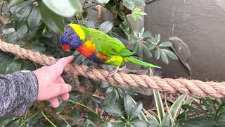 Busch Gardens Aviary