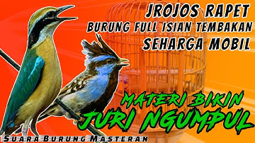 MATERI JROJOS BIKIN JURI NGUMPUL || MASTERAN BURUNG FULL ISIAN TEMBAKAN RAPAT