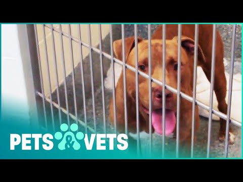 THESE TROUBLED DOGS ARE TOO MUCH TO HANDLE | GIVE ME SHELTER