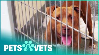 THESE TROUBLED DOGS ARE TOO MUCH TO HANDLE | GIVE ME SHELTER