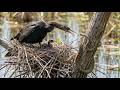 Anhinga Bird: 130 Days From Egg to Survivor | Hunted Forest Floor